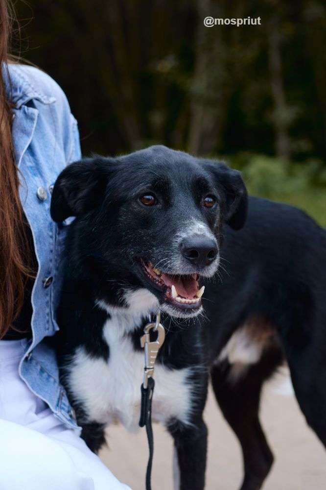 СОБАКА КОКОС  из приюта Щербинка для бездомных животных, Москва и Московская область | mospriut