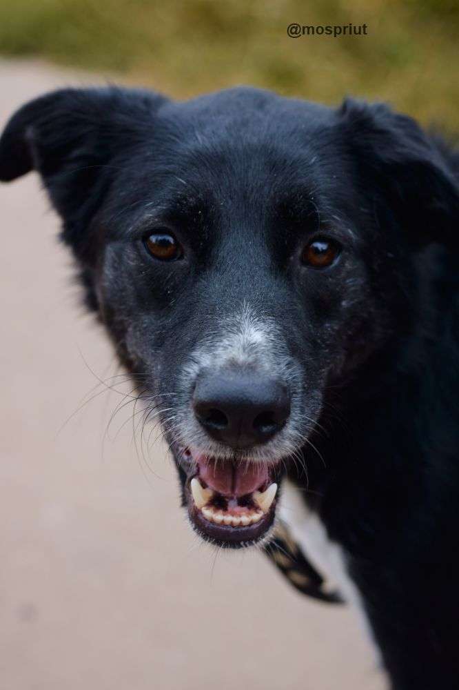 СОБАКА КОКОС  из приюта Щербинка для бездомных животных, Москва и Московская область | mospriut