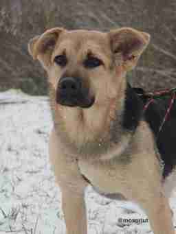 Приют для бездомных животных в Москве и Московской области | Взять собаку или кошку из приюта - mospriut