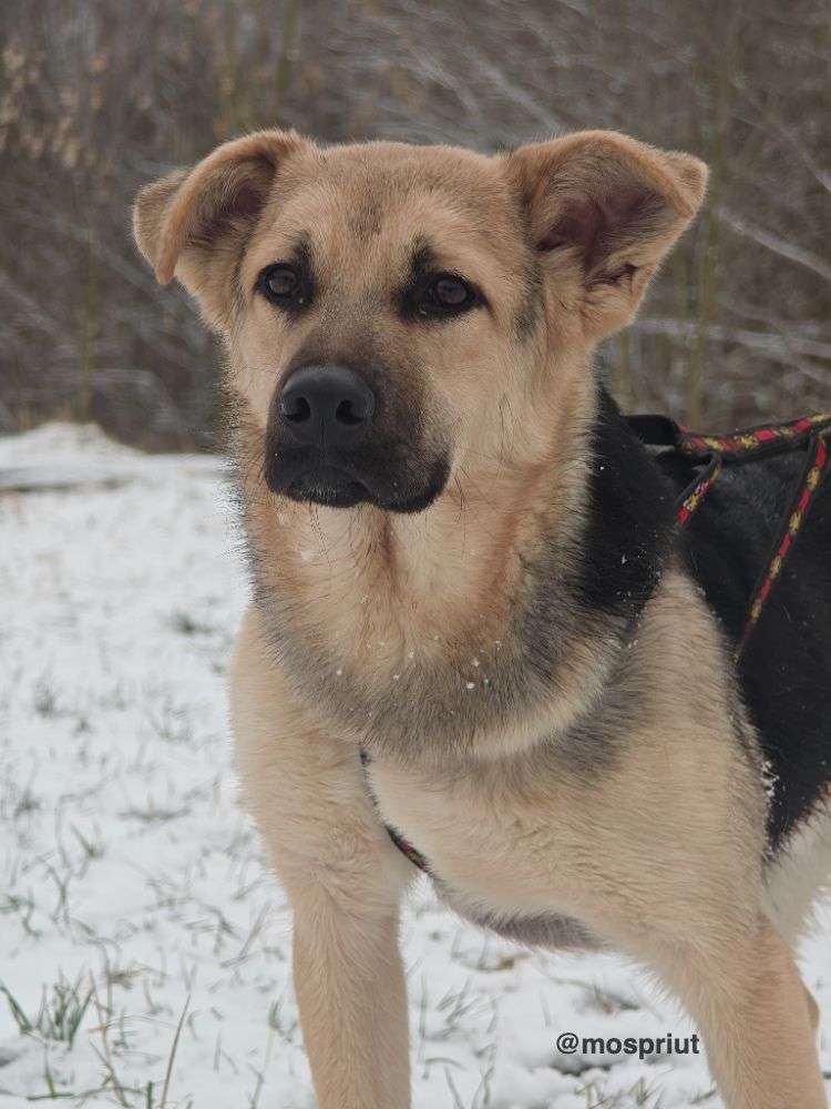 СОБАКА ДАФФИ  из приюта Щербинка для бездомных животных, Москва и Московская область | mospriut