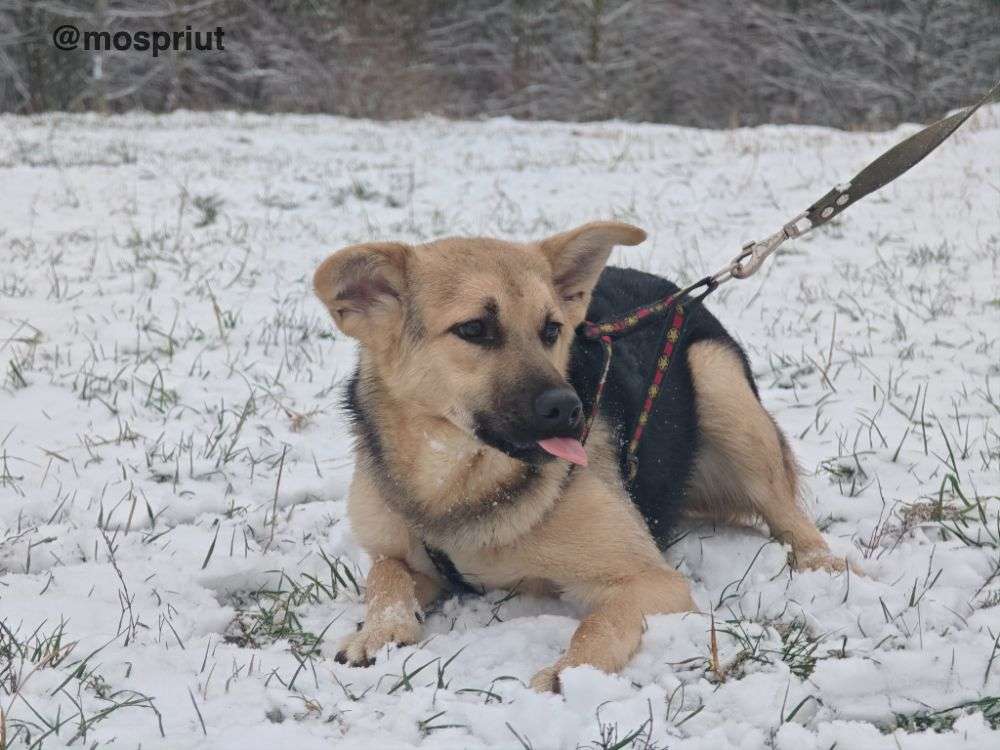 СОБАКА ДАФФИ  из приюта Щербинка для бездомных животных, Москва и Московская область | mospriut