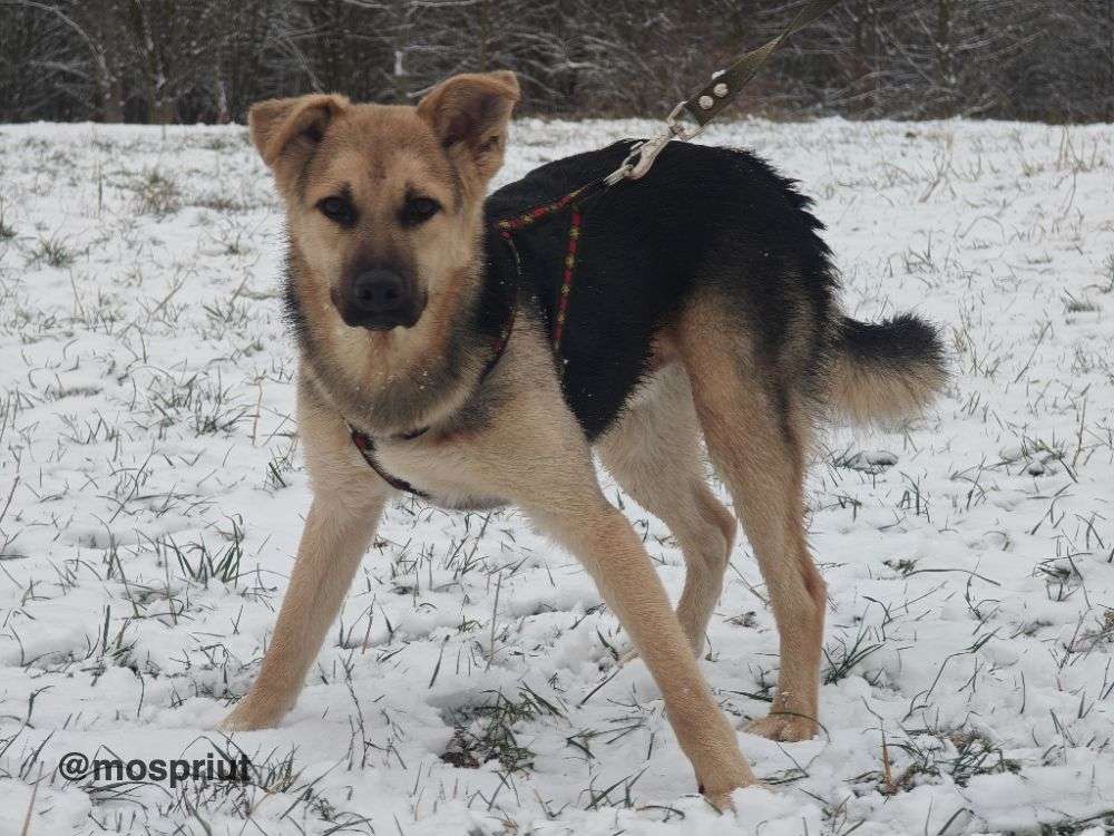 СОБАКА ДАФФИ  из приюта Щербинка для бездомных животных, Москва и Московская область | mospriut