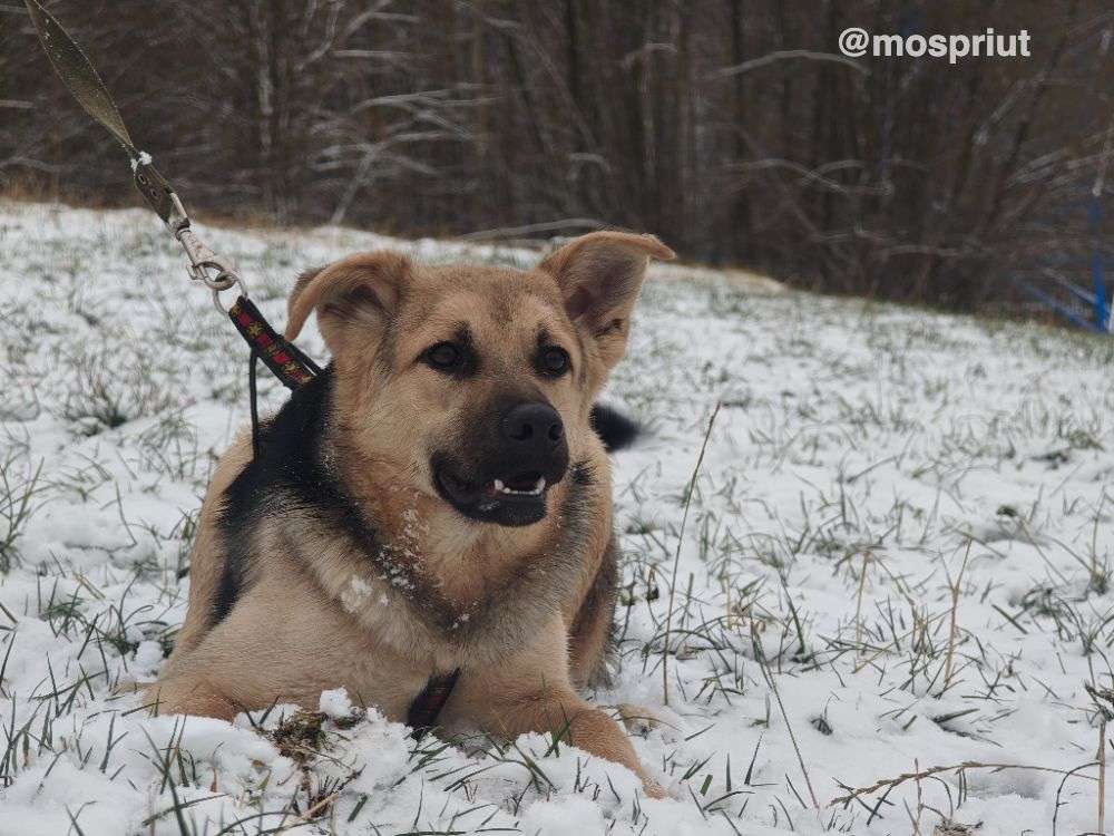 СОБАКА ДАФФИ  из приюта Щербинка для бездомных животных, Москва и Московская область | mospriut