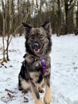 собака Аляска из приюта ищет дом