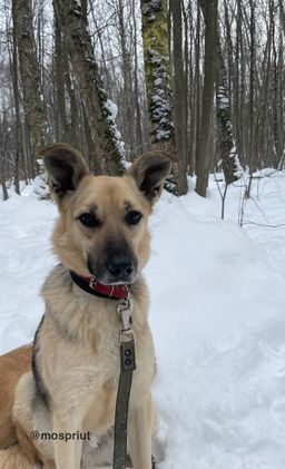 собака Марфа из приюта ищет дом