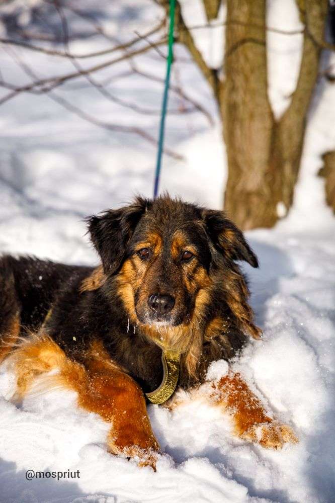 СОБАКА КУЗЯ  из приюта Щербинка для бездомных животных, Москва и Московская область | mospriut