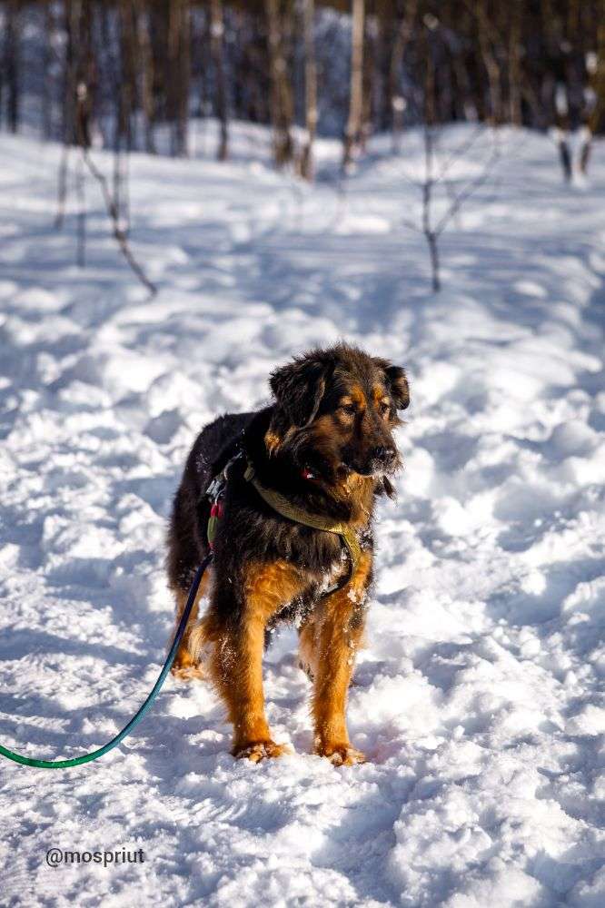 СОБАКА КУЗЯ  из приюта Щербинка для бездомных животных, Москва и Московская область | mospriut