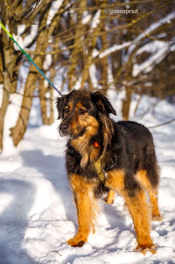 СОБАКА КУЗЯ  из приюта Щербинка для бездомных животных, Москва и Московская область | mospriut