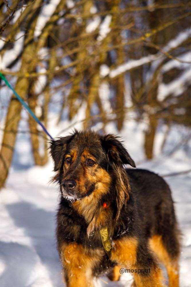 СОБАКА КУЗЯ  из приюта Щербинка для бездомных животных, Москва и Московская область | mospriut