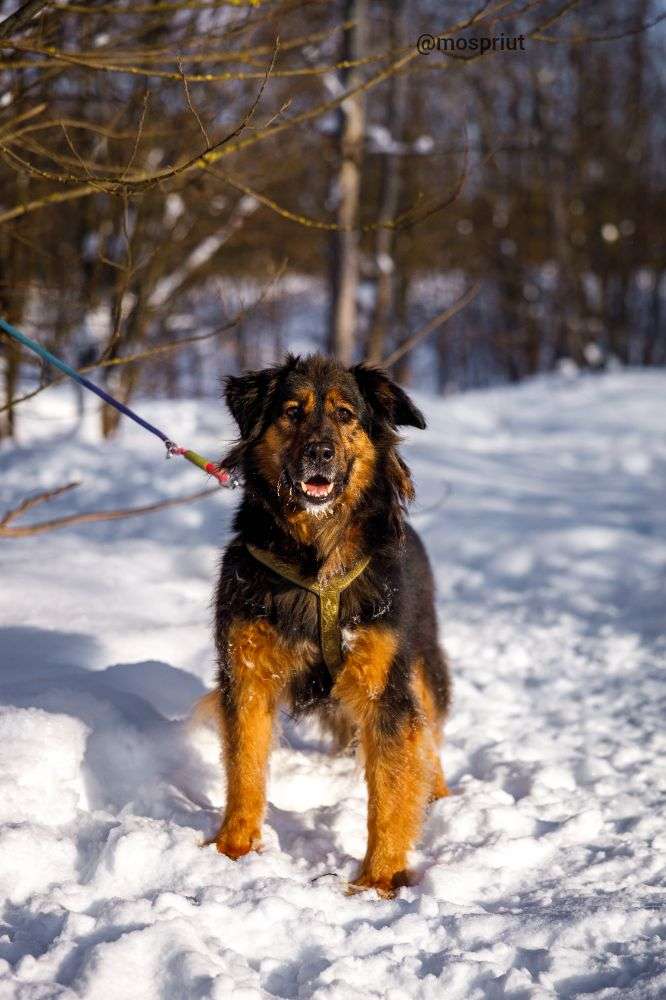 СОБАКА КУЗЯ  из приюта Щербинка для бездомных животных, Москва и Московская область | mospriut
