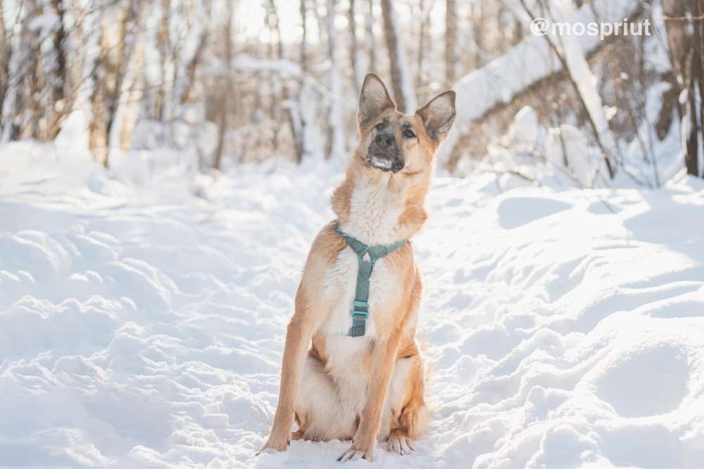 СОБАКА ШАРКИ  из приюта Красная сосна для бездомных животных, Москва и Московская область | mospriut