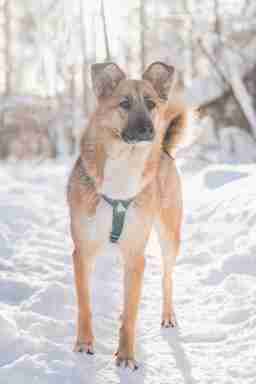 Приют для бездомных животных в Москве и Московской области | Взять собаку или кошку из приюта - mospriut