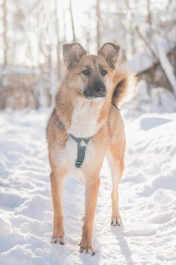 собака Шарки из приюта ищет дом