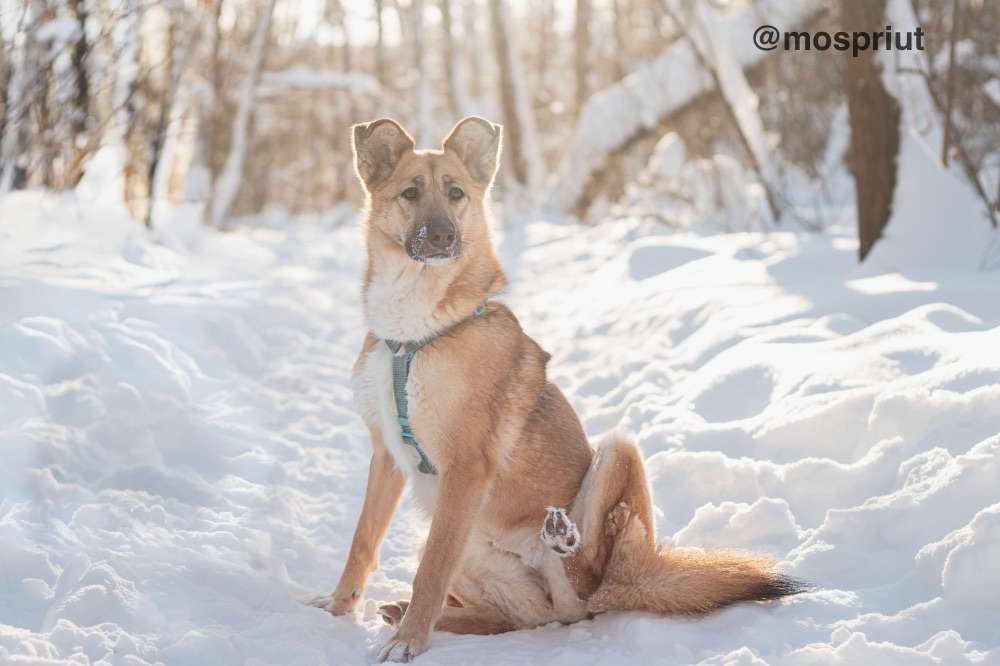 СОБАКА ШАРКИ  из приюта Красная сосна для бездомных животных, Москва и Московская область | mospriut