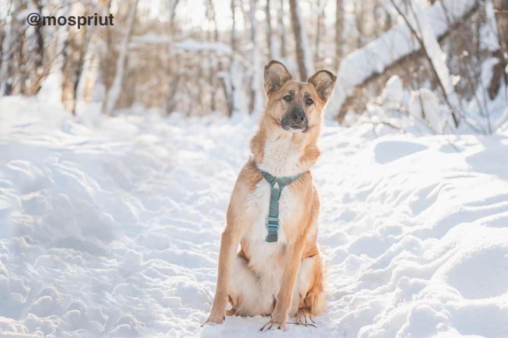 СОБАКА ШАРКИ  из приюта Красная сосна для бездомных животных, Москва и Московская область | mospriut