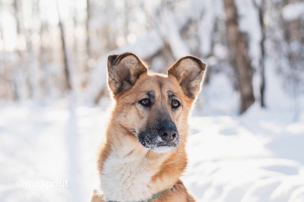 СОБАКА ШАРКИ  из приюта Красная сосна для бездомных животных, Москва и Московская область | mospriut