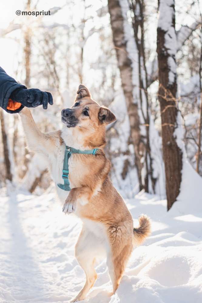 СОБАКА ШАРКИ  из приюта Красная сосна для бездомных животных, Москва и Московская область | mospriut