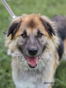 собака Босс из приюта ищет дом