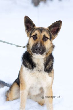 собака Тоффи из приюта ищет дом