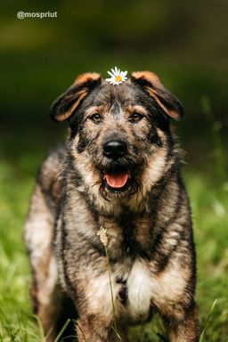 собака Фокс из приюта ищет дом