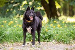 собака Клюква из приюта ищет дом