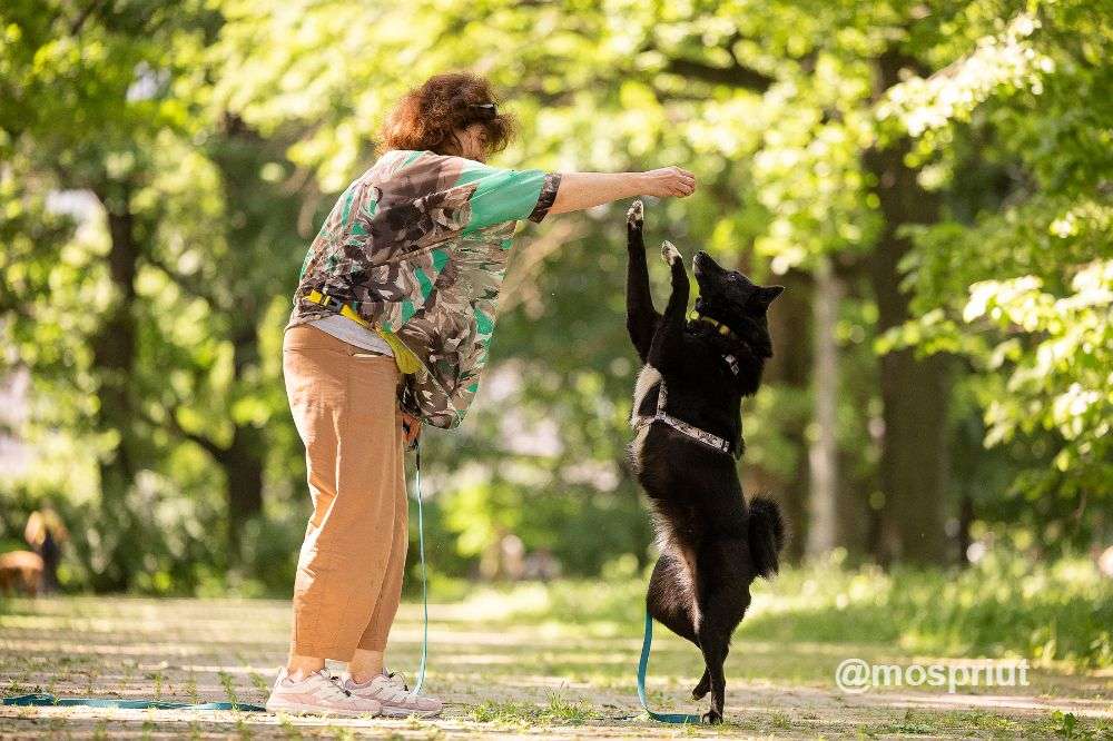 СОБАКА КЛЮКВА  из приюта Дубовая Роща для бездомных животных, Москва и Московская область | mospriut