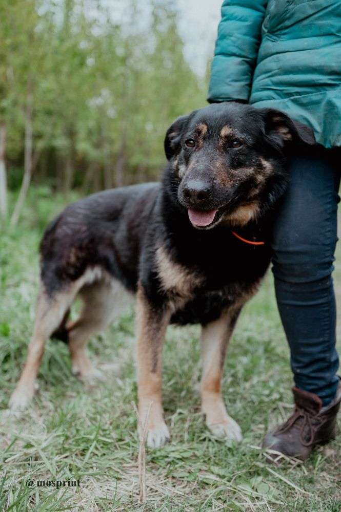 СОБАКА КЛЮКВА  из приюта Щербинка для бездомных животных, Москва и Московская область | mospriut