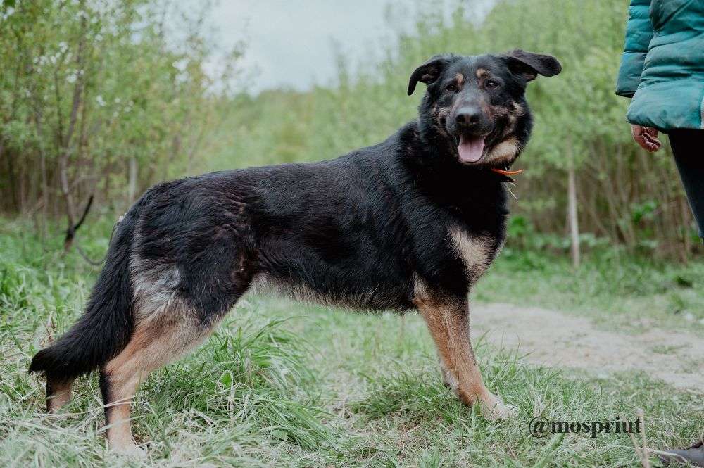 СОБАКА КЛЮКВА  из приюта Щербинка для бездомных животных, Москва и Московская область | mospriut
