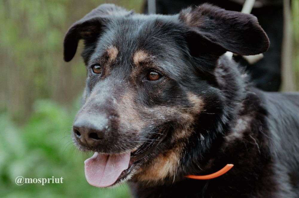 СОБАКА КЛЮКВА  из приюта Щербинка для бездомных животных, Москва и Московская область | mospriut