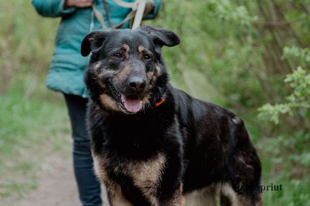 СОБАКА КЛЮКВА  из приюта Щербинка для бездомных животных, Москва и Московская область | mospriut