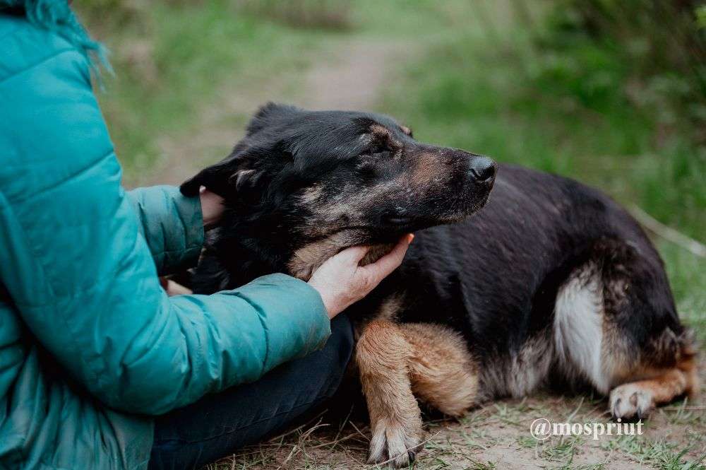 СОБАКА КЛЮКВА  из приюта Щербинка для бездомных животных, Москва и Московская область | mospriut