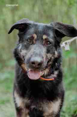 Приют для бездомных животных в Москве и Московской области | Взять собаку или кошку из приюта - mospriut