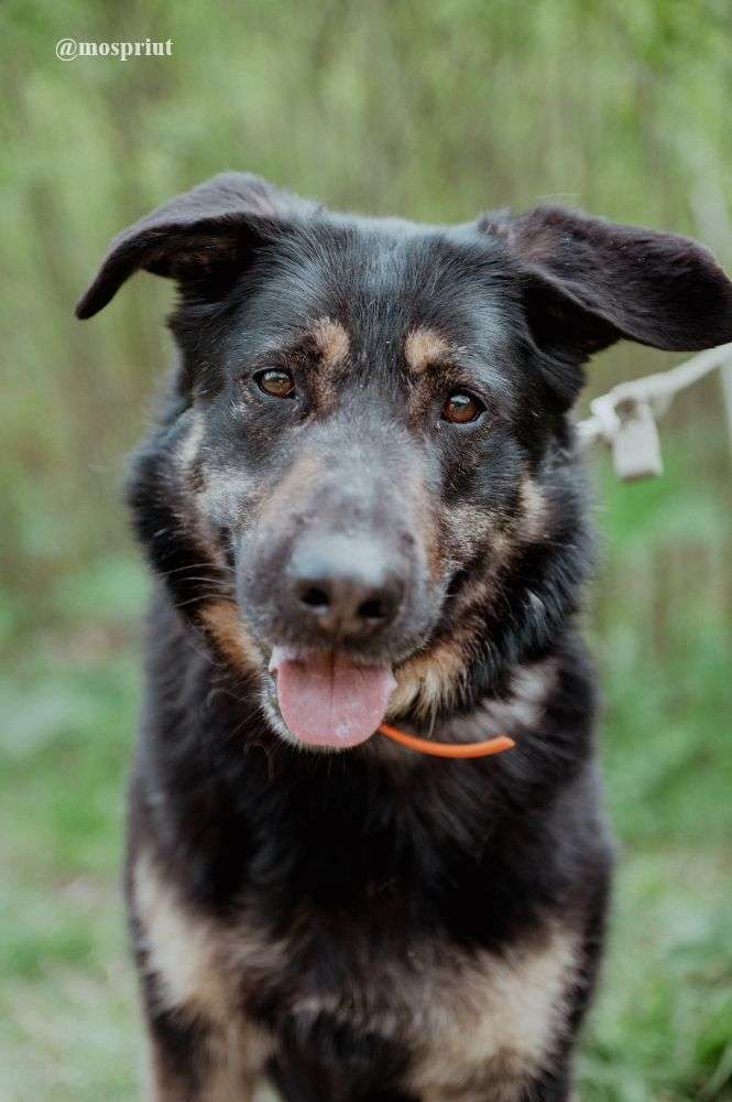 СОБАКА КЛЮКВА  из приюта Щербинка для бездомных животных, Москва и Московская область | mospriut
