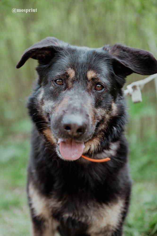 собака Клюква  из приюта  для бездомных животных (собаки и кошки), Москва и Московская область