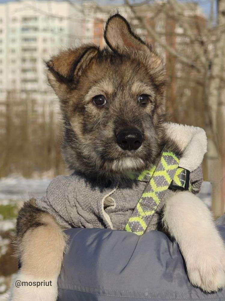 СОБАКА АРХАН  из приюта Щербинка для бездомных животных, Москва и Московская область | mospriut