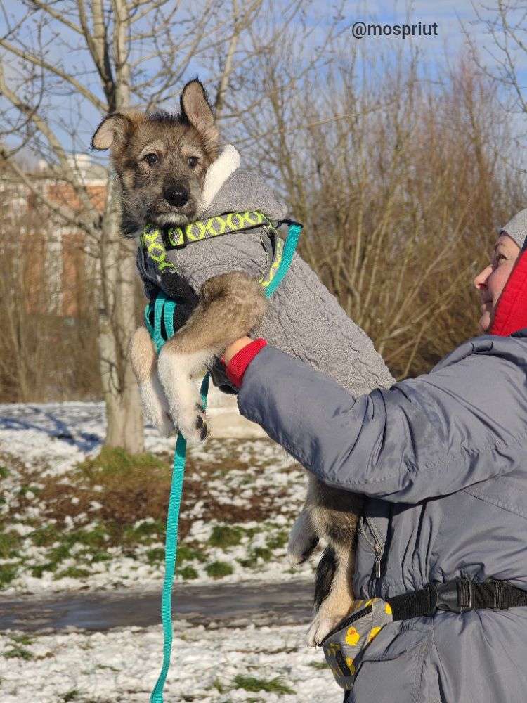 СОБАКА АРХАН  из приюта Щербинка для бездомных животных, Москва и Московская область | mospriut