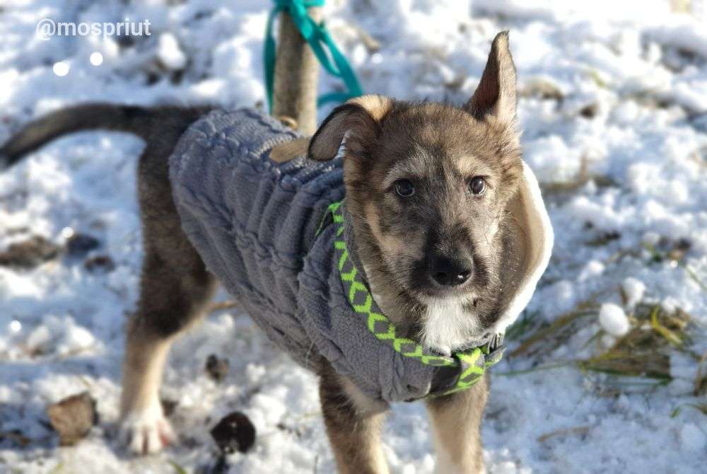 СОБАКА АРХАН  из приюта Щербинка для бездомных животных, Москва и Московская область | mospriut