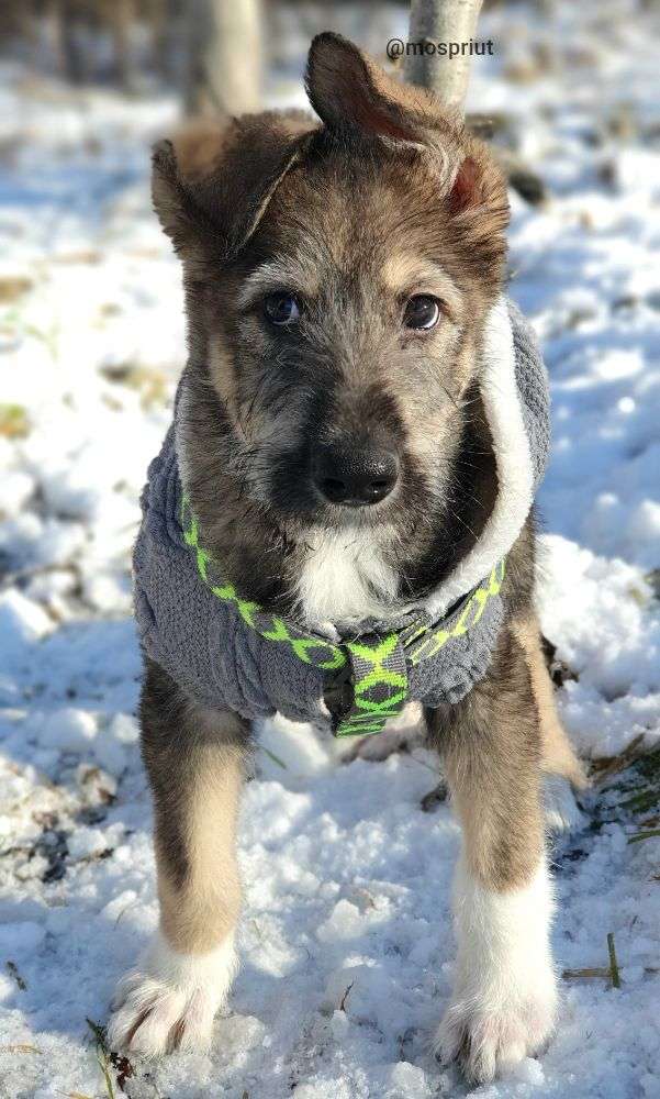 СОБАКА АРХАН  из приюта Щербинка для бездомных животных, Москва и Московская область | mospriut