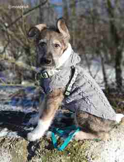 Приют для бездомных животных в Москве и Московской области | Взять собаку или кошку из приюта - mospriut
