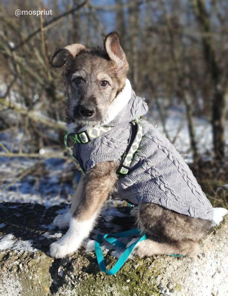 СОБАКА АРХАН  из приюта Щербинка для бездомных животных, Москва и Московская область | mospriut