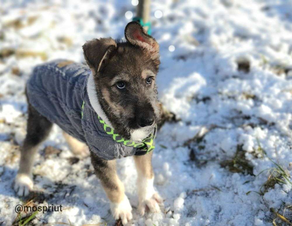 СОБАКА АРХАН  из приюта Щербинка для бездомных животных, Москва и Московская область | mospriut