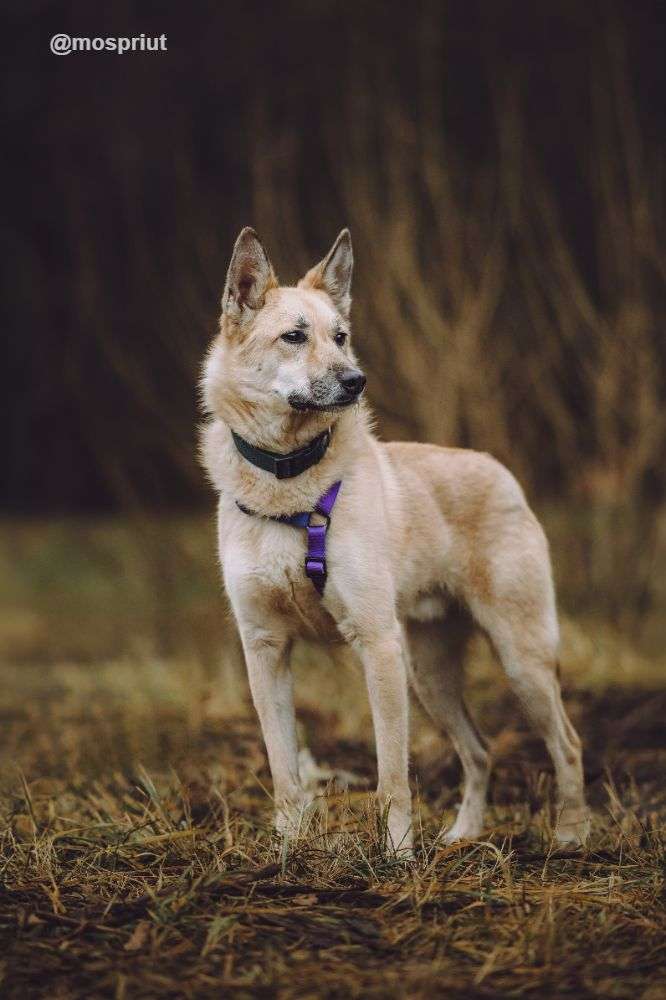 СОБАКА СТЁПА из приюта Щербинка для бездомных животных, Москва и Московская область | mospriut
