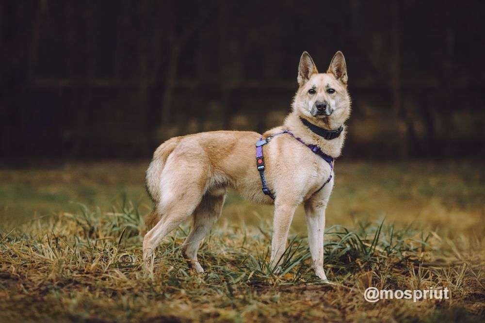 СОБАКА СТЁПА из приюта Щербинка для бездомных животных, Москва и Московская область | mospriut
