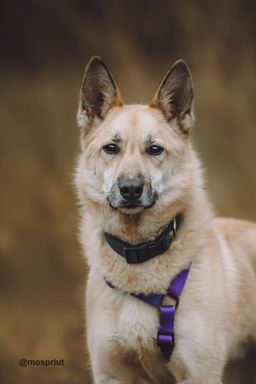 собака Стёпа из приюта ищет дом