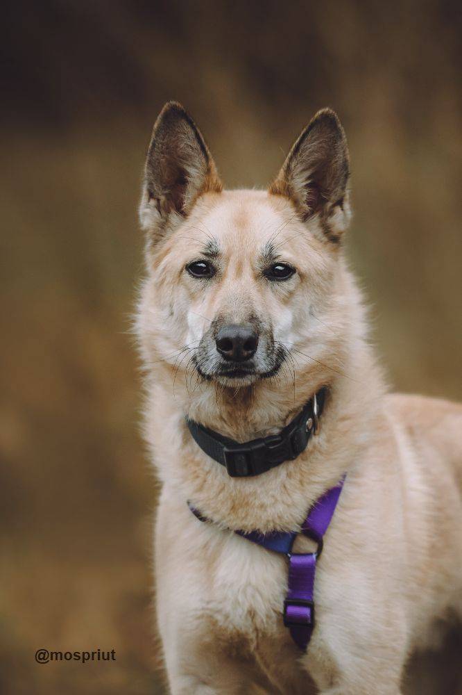 Бездомное животное Стёпа из приюта