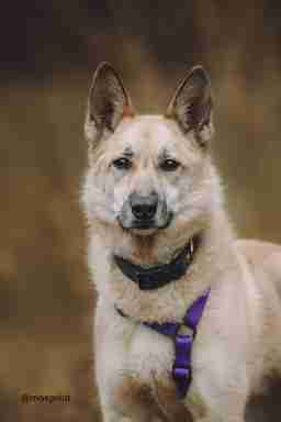 Приют для бездомных животных в Москве и Московской области | Взять собаку или кошку из приюта - mospriut