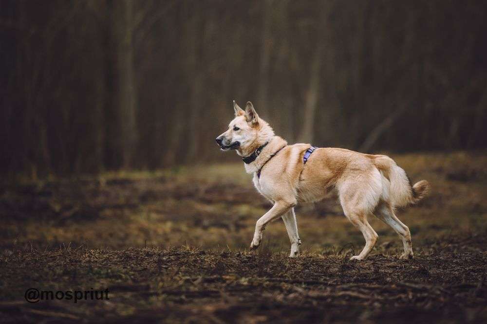 СОБАКА СТЁПА из приюта Щербинка для бездомных животных, Москва и Московская область | mospriut