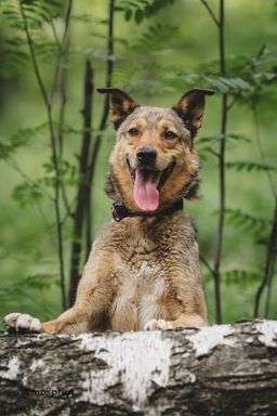 собака Немо из приюта ищет дом