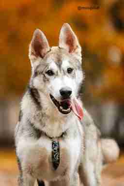 Приют для бездомных животных в Москве и Московской области | Взять собаку или кошку из приюта - mospriut