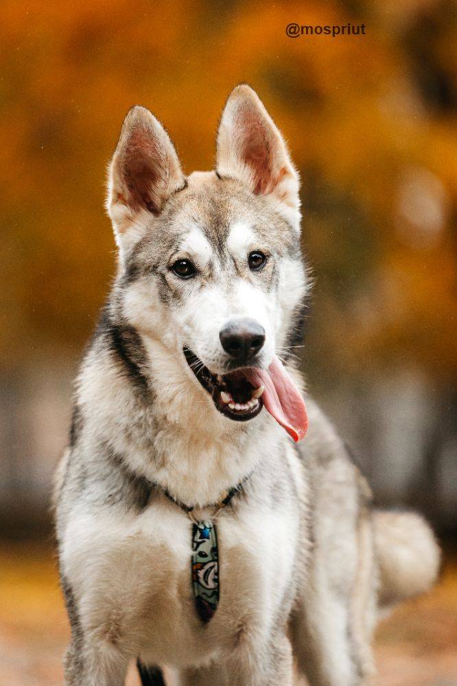 собака Вольт  приюта для бездомных животных